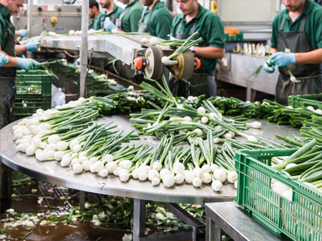 swissradies_produktion_bundzwiebeln_004.png