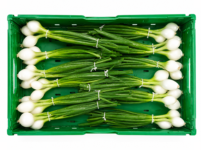 swissradies_produktion_bundzwiebeln_1.png